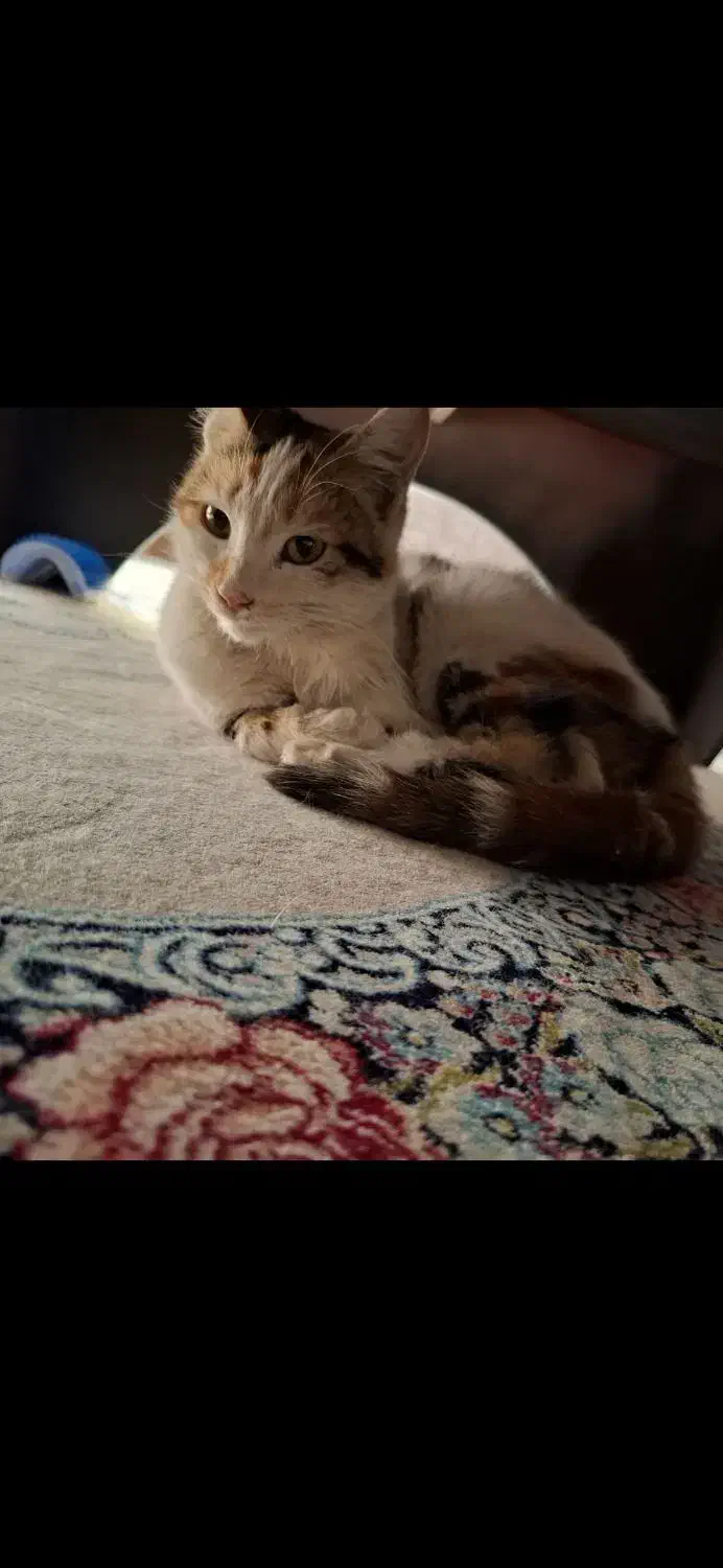 بچه گربه واگذاری رایگان|گربه|اسلامشهر, مطهری|دیوار