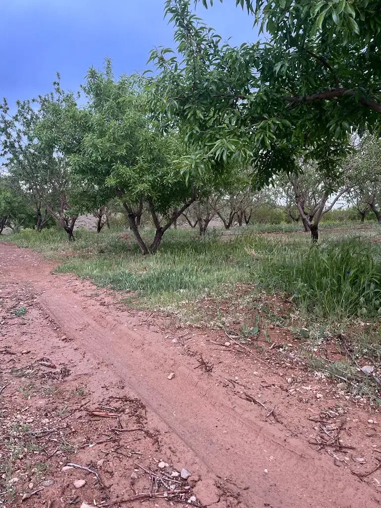 باغ بادام شوراب صغیر منطقه پل زمانخان|فروش دفتر صنعتی، کشاورزی، تجاری|سامان, |دیوار