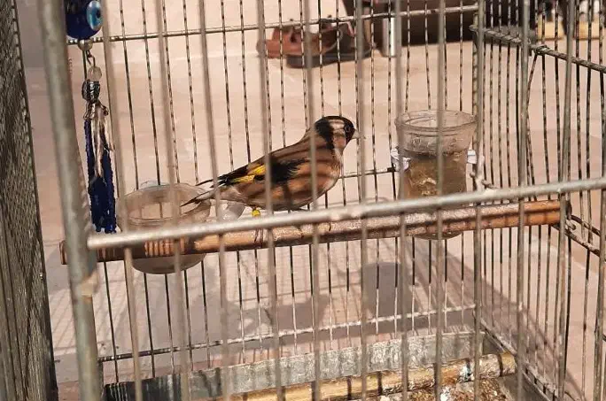 سهره نر خرم آباد|پرنده|فردیس, شهرک راه آهن|دیوار