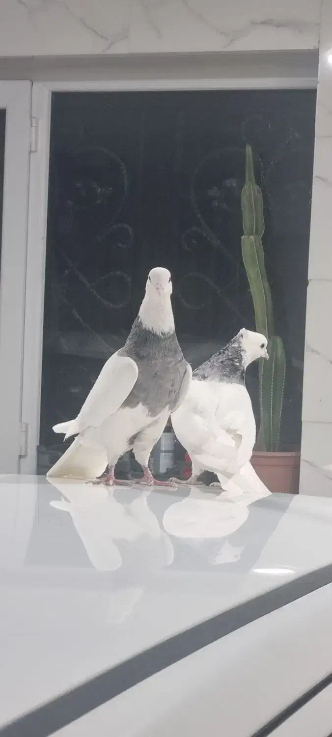 کبوترطوقی الماسی|پرنده|بستان آباد, |دیوار