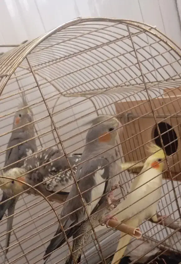 4تاعروس هلندی|پرنده|باسمنج, |دیوار