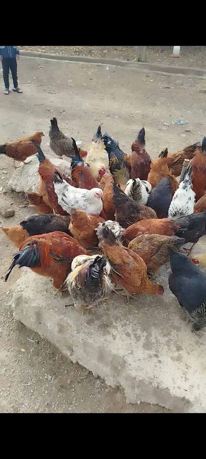 تعداد ۹۰عدد خروس مرغ درشت محلی جوان اماده به تخم|حیوانات مزرعه|قرچک, داوود آباد|دیوار