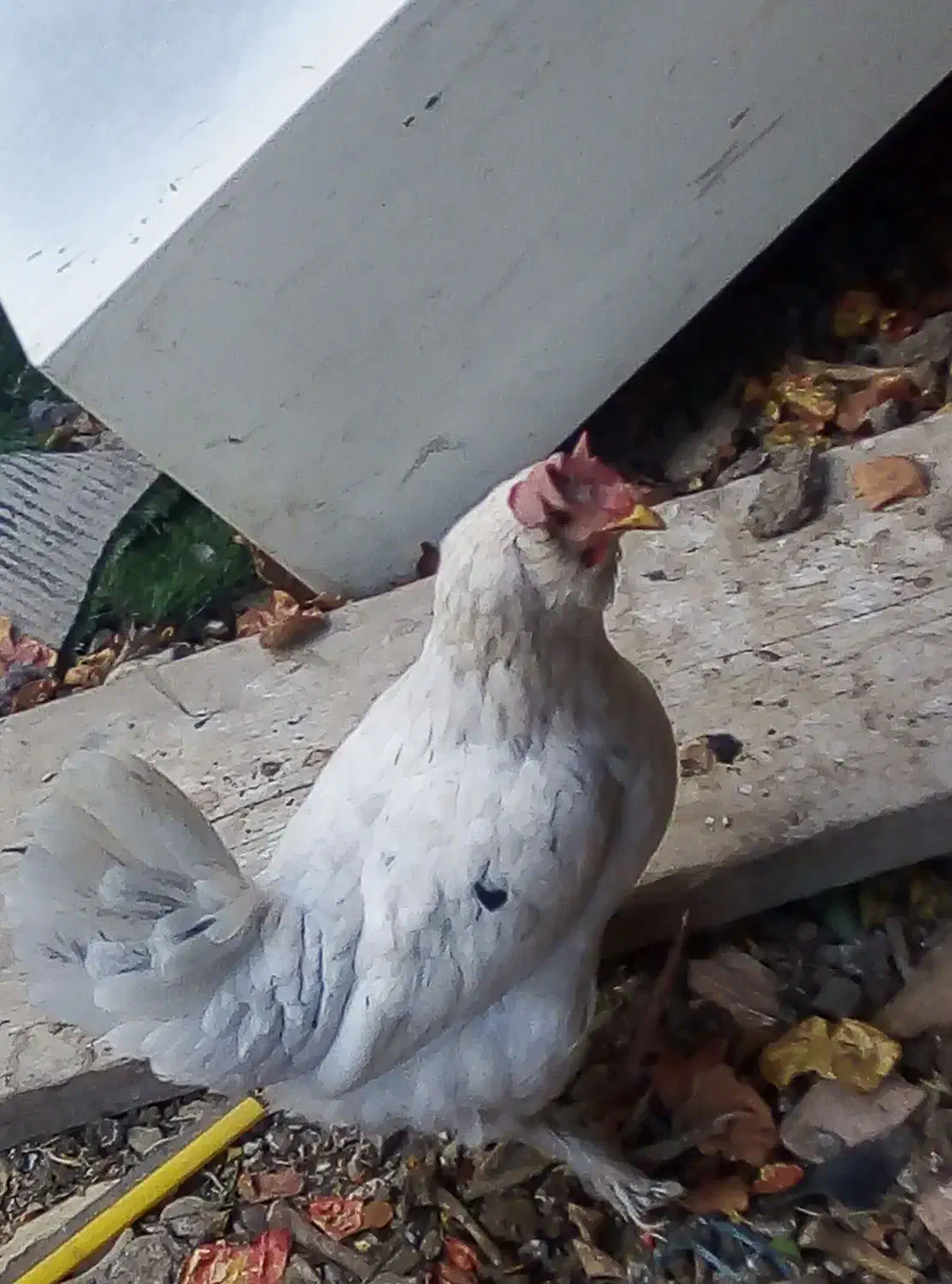 مرغ محلی تخم گذار|حیوانات مزرعه|قرچک, مهدیه|دیوار