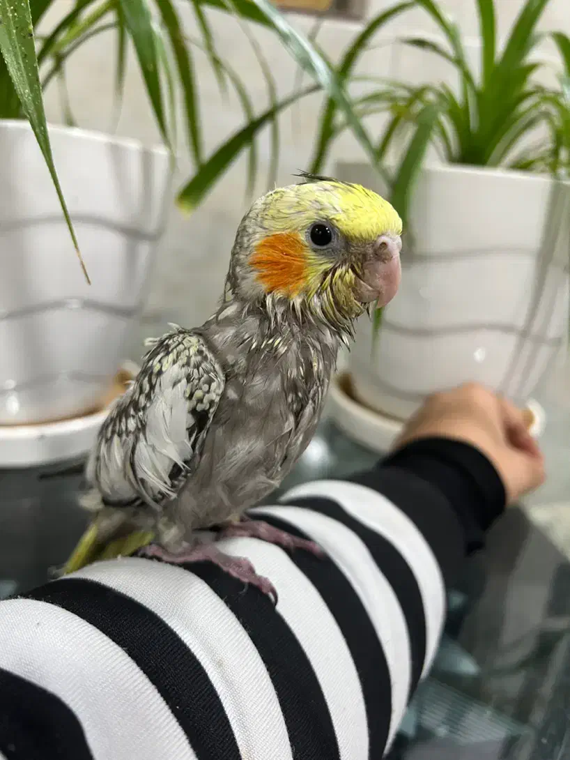 عروس هلندی (گل باقالی)|پرنده|بافق, |دیوار