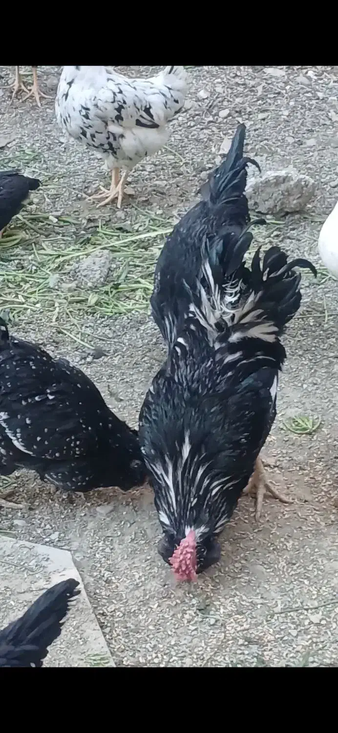 تخم مرغ نطفه دار گلین نسیم شهر|حیوانات مزرعه|بهارستان, |دیوار