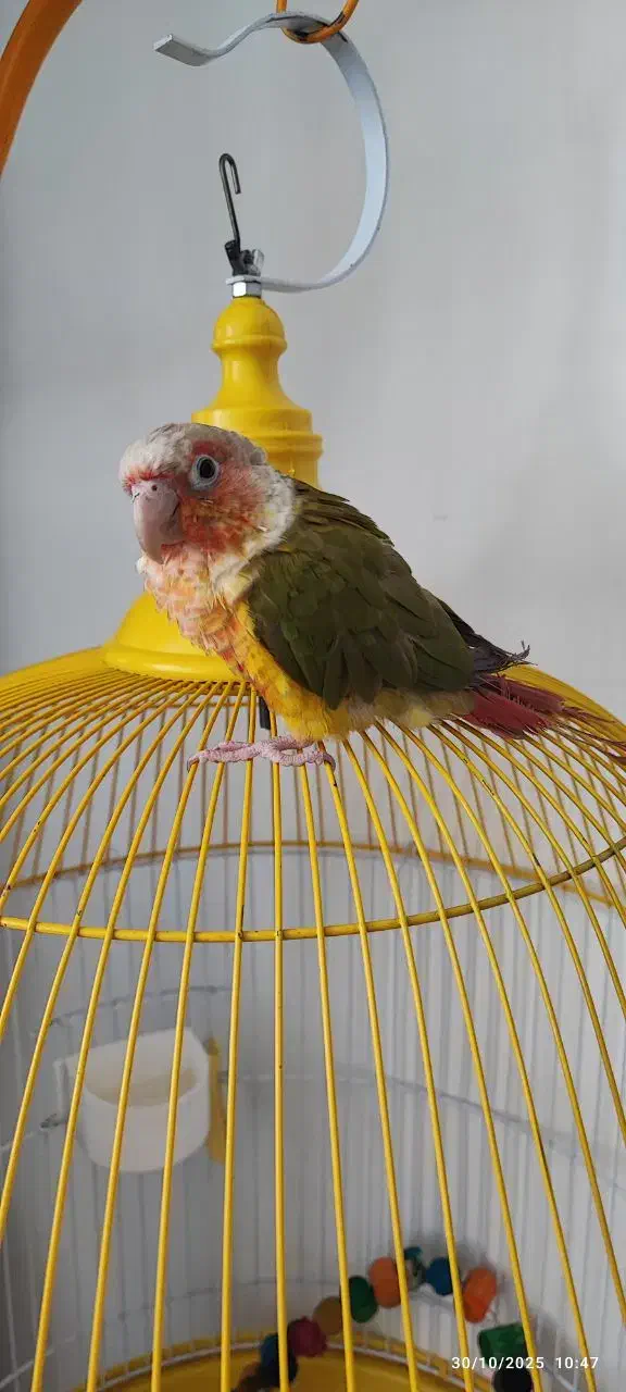 طوطی گرینچیک|پرنده|زاهدان, |دیوار