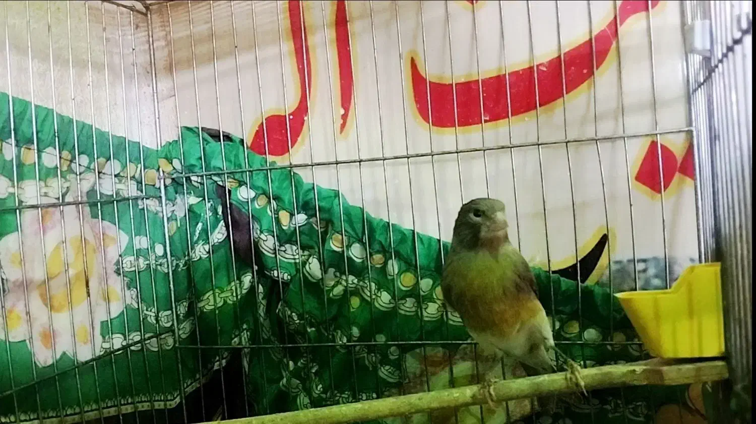 قناری نر بخون  سینه سرخ آماده جف گیری|پرنده|مشگین شهر, |دیوار