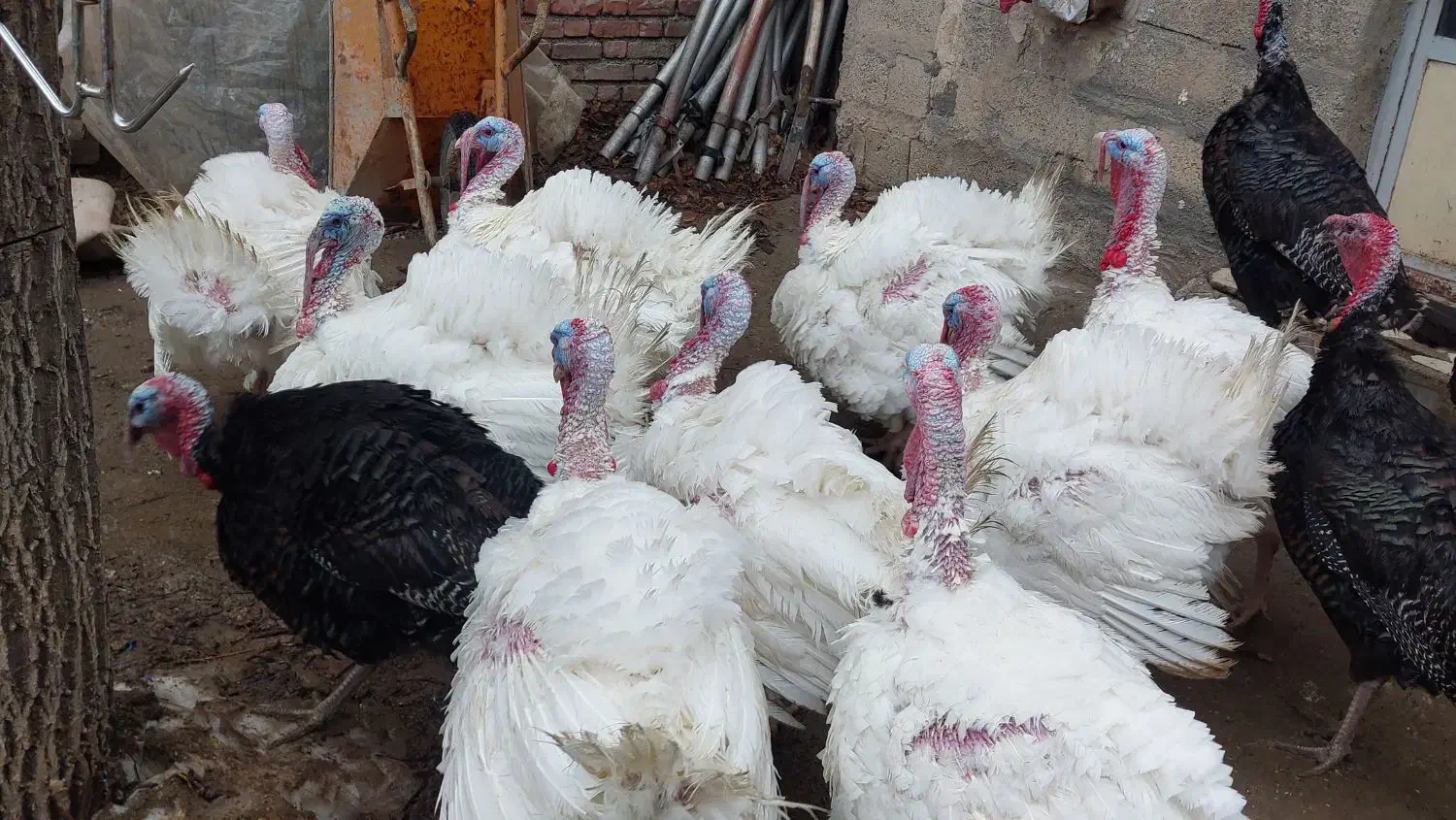 بوقلمون بیوتی محلی وخرت دوسال|حیوانات مزرعه|سقز, |دیوار