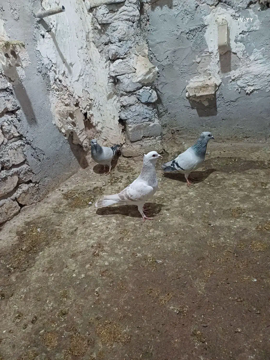 سبز کلاهی|حیوانات|کرمان, |دیوار