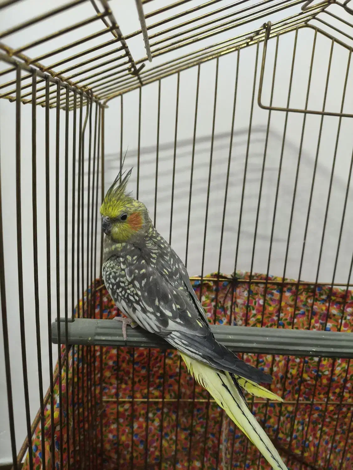 عروس هلندی|پرنده|قم, باغ کرباسی|دیوار