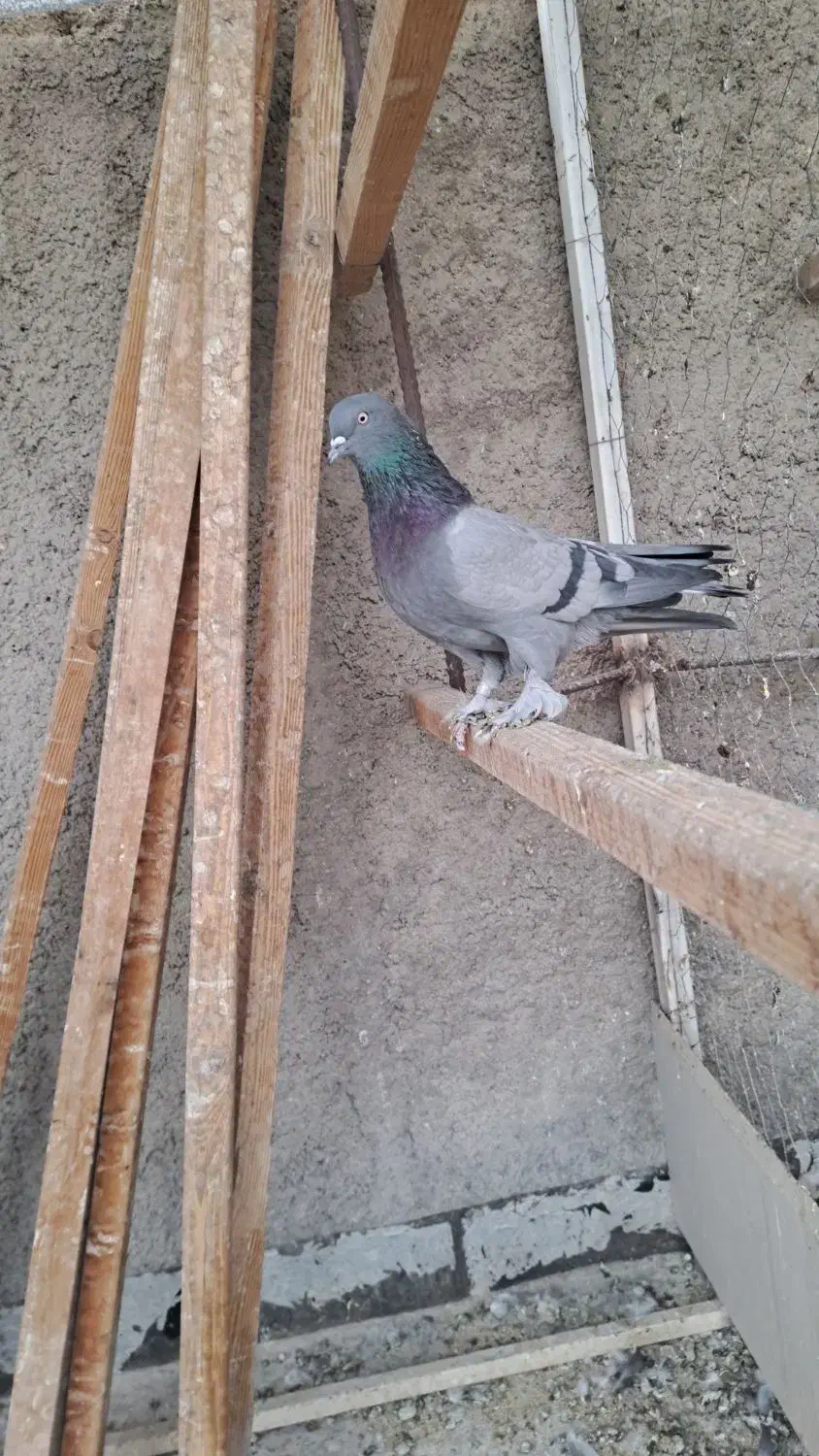 کفتر پر|پرنده|نجف‌آباد, جعفرآباد|دیوار