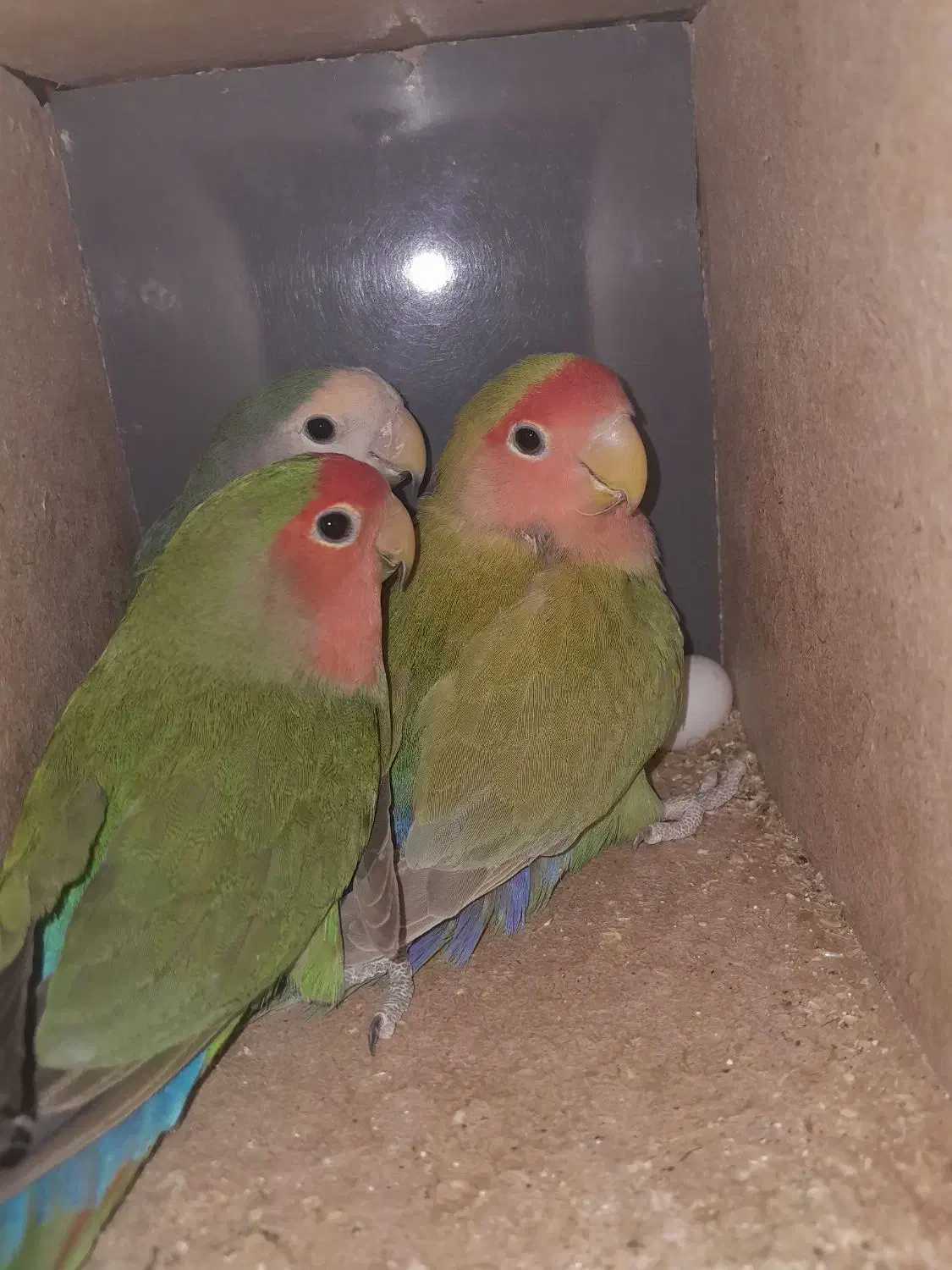 کوتوله برزیلی|پرنده|میبد, |دیوار