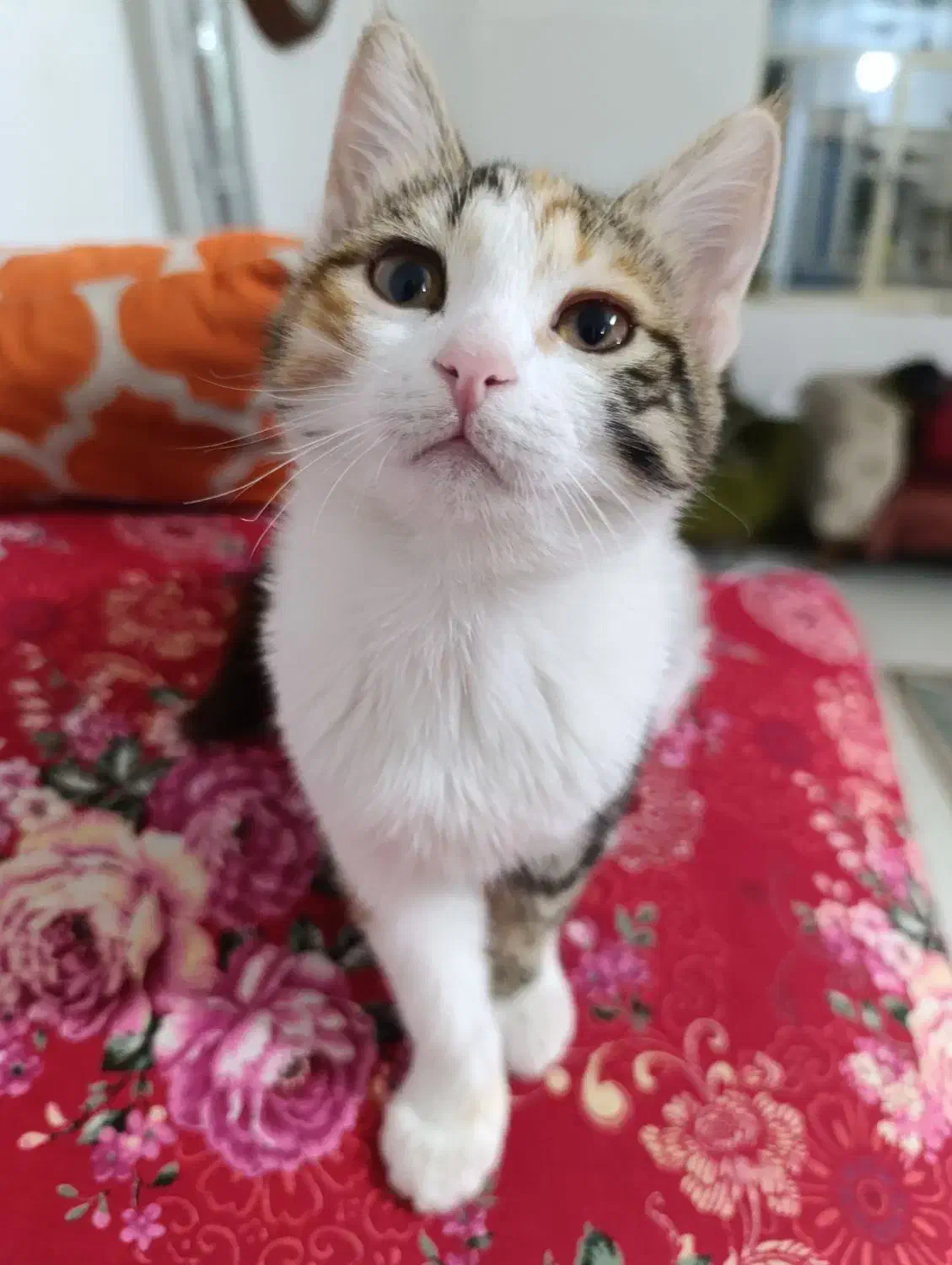 واگذاری بچه گربه|گربه|کرمان, |دیوار