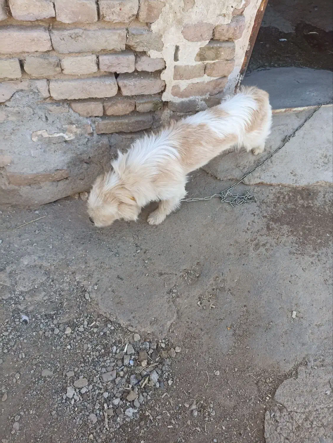 پاکوتا خانگی|سگ|کشاورز, |دیوار