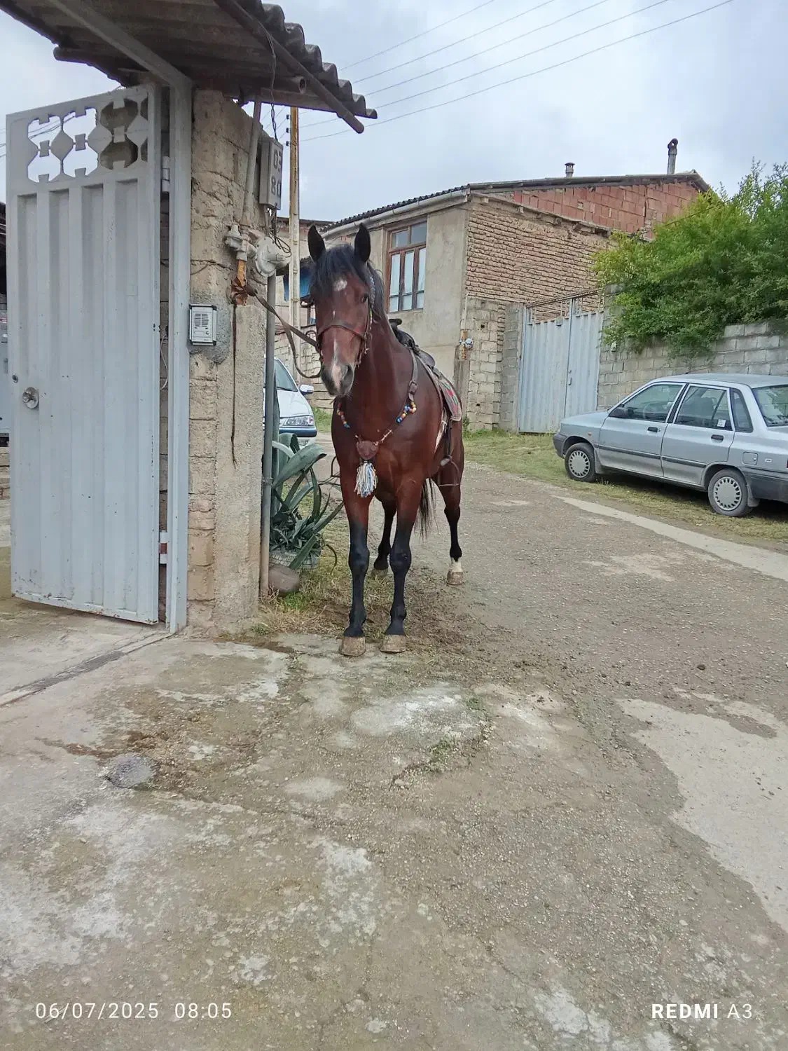 اسب تمام یورقه نرون|اسب و تجهیزات اسبسواری|پایین هولار, |دیوار