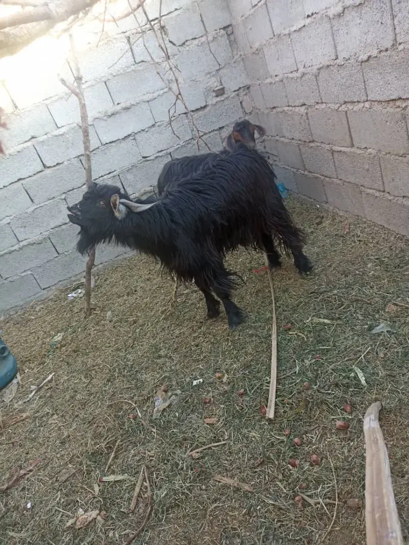 تروشت|حیوانات مزرعه|جالق, |دیوار