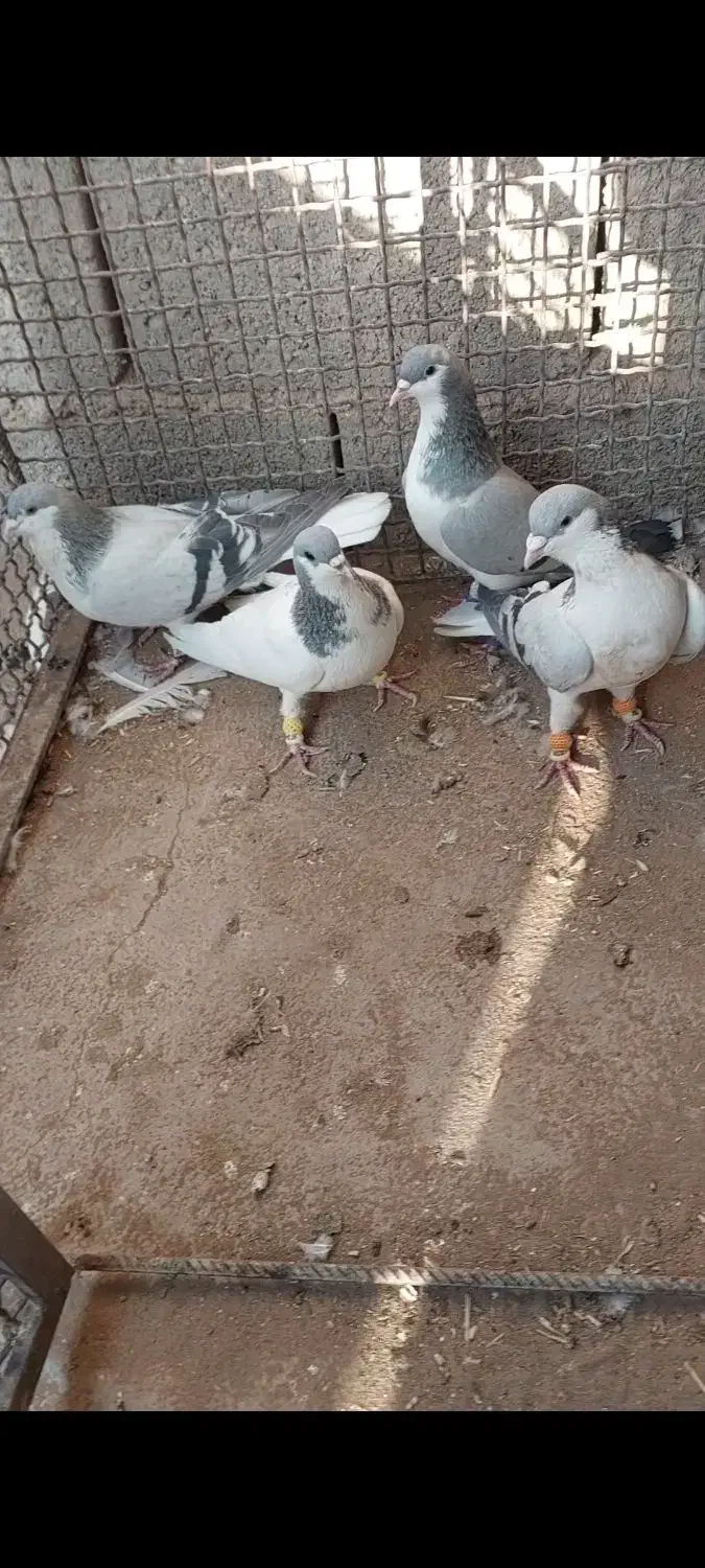 دو جفت بدرنگ فروشی|پرنده|قزوین, |دیوار