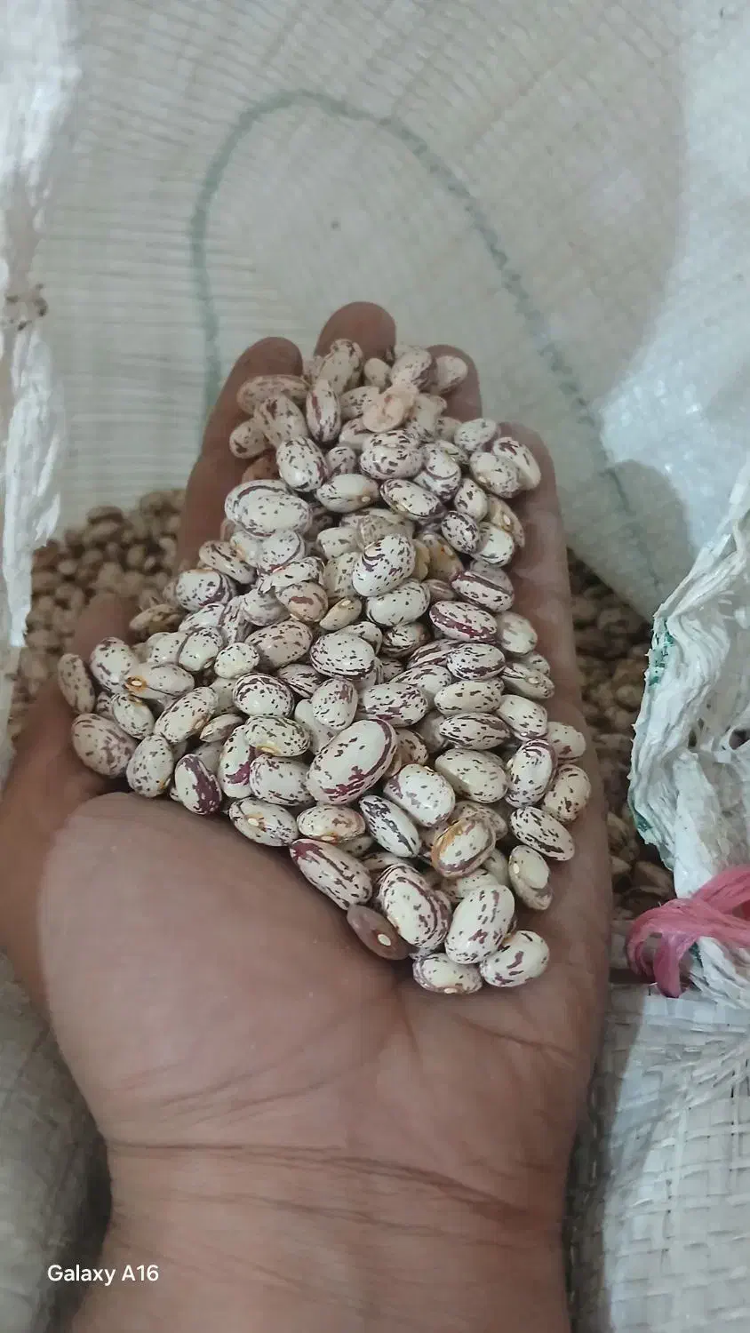 لوبیا چیتی تازه برا امسال هستش|خوردنی و آشامیدنی|ری, شهادت|دیوار