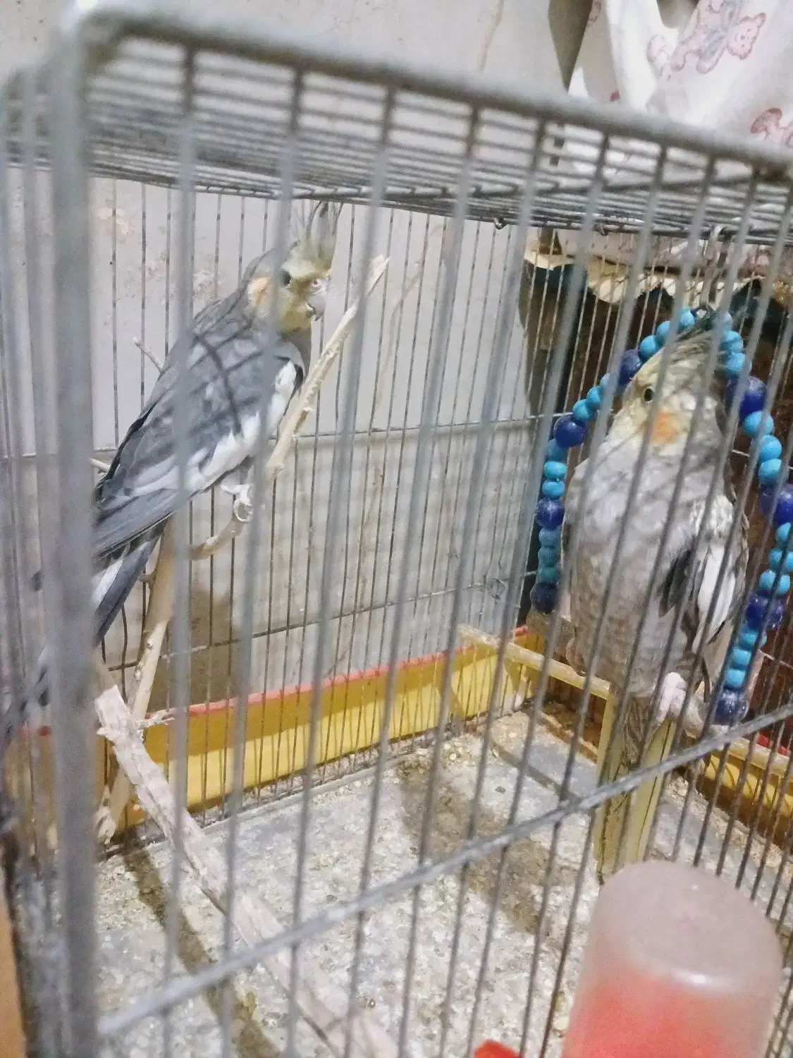 عروس هلندی|پرنده|هامون, |دیوار