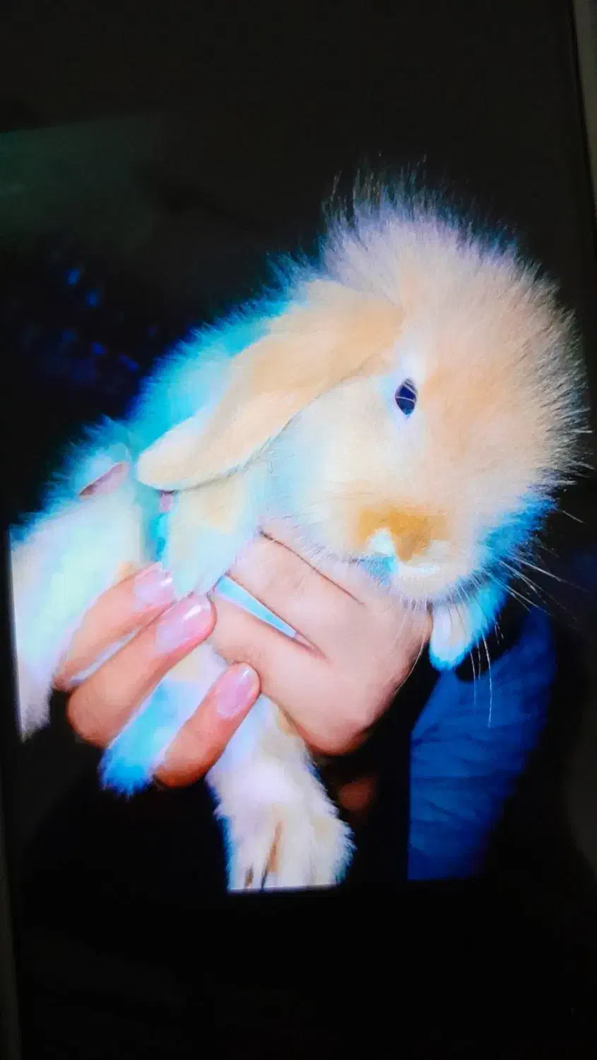 مینی لوپ هلندی خاص|موش و خرگوش|اهواز, نادری|دیوار