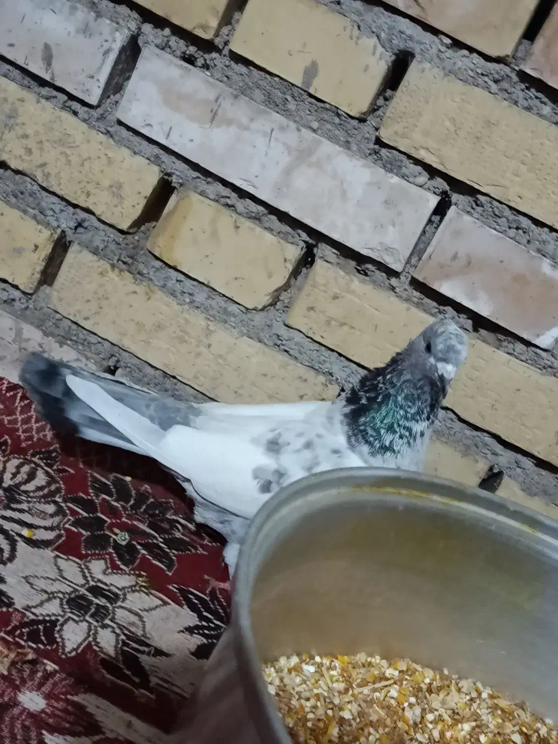 کبوتر رنگی|پرنده|شوشتر, |دیوار