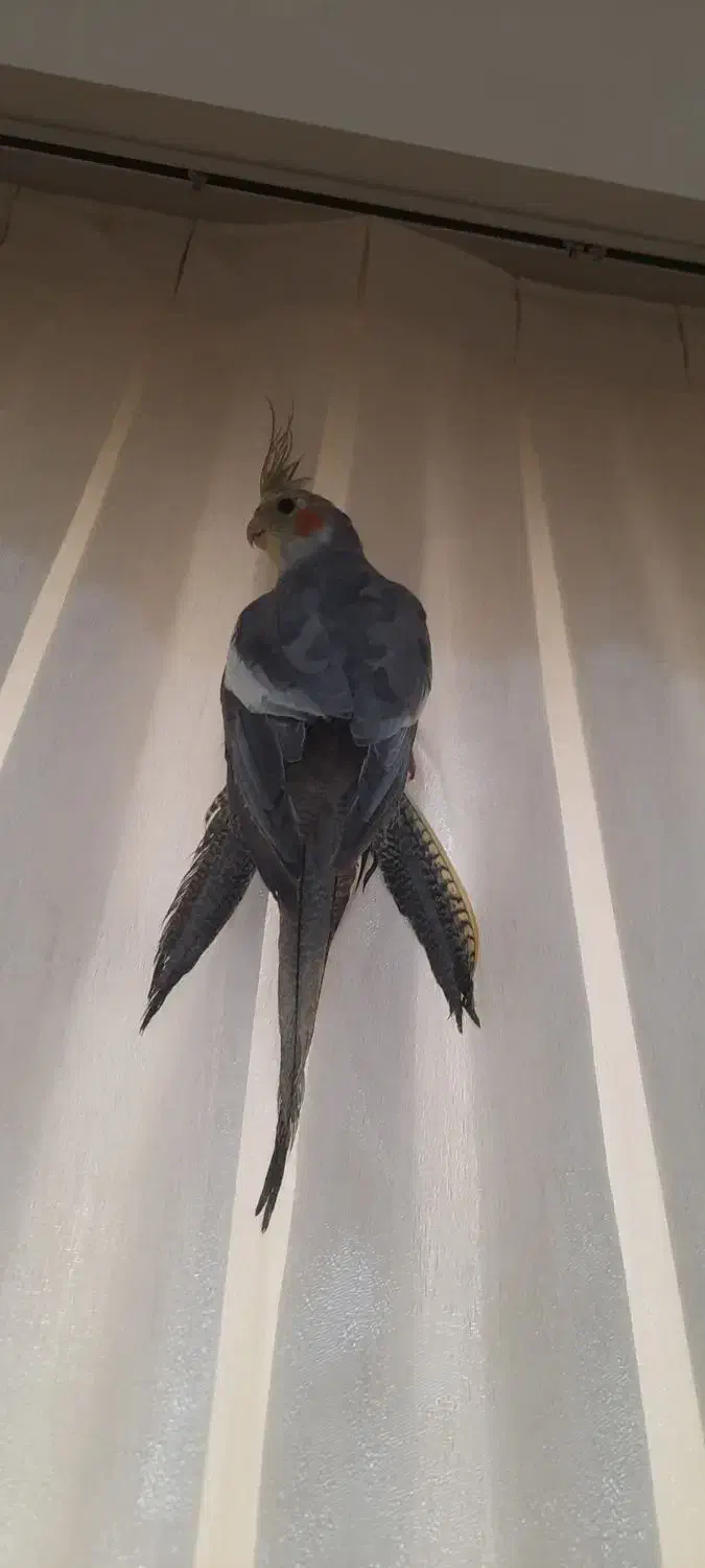 فروش عروس هلندی|پرنده|مسجد سلیمان, |دیوار