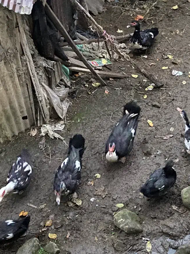 اردک اسرائیلی|حیوانات مزرعه|سیاهکل, |دیوار