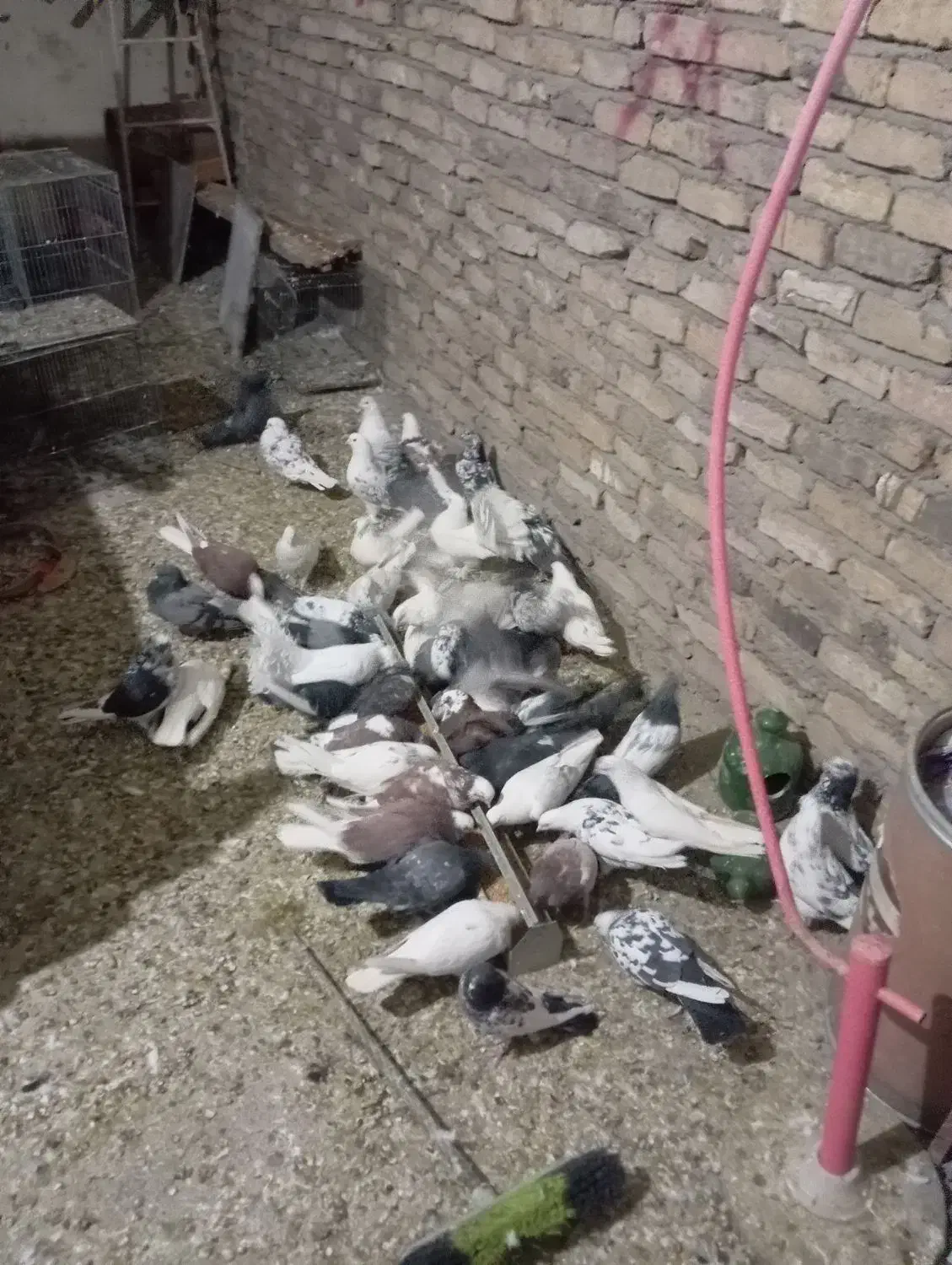 کبوتر پرشی|پرنده|رباطکریم, رباطکریم|دیوار