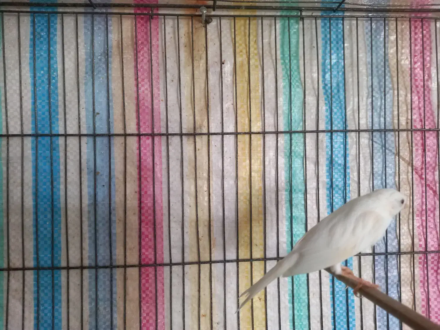 قناری نر مست سفید|پرنده|هرسین, |دیوار