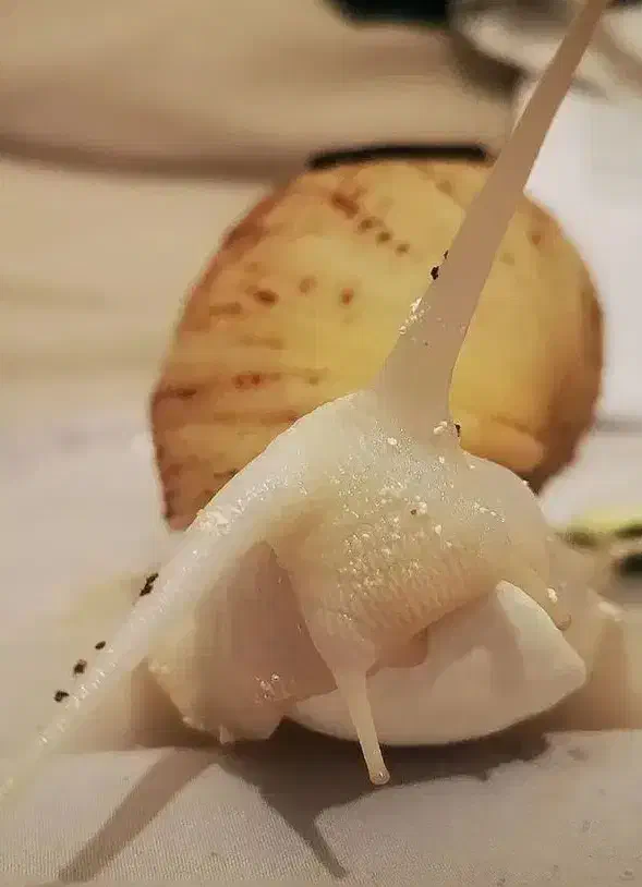 حلزون آچاتینا آلبینو|خزنده|همدان, |دیوار