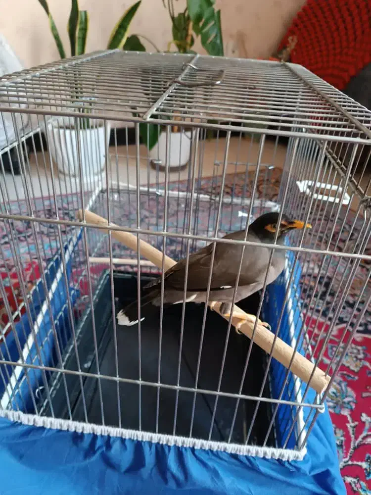 مینا|پرنده|شیراز, وحدت|دیوار