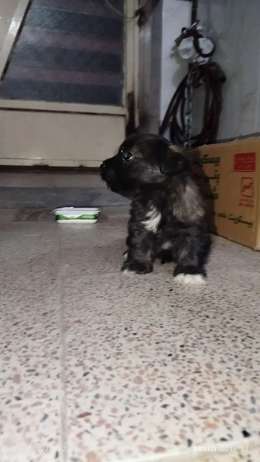 سگ شیتزو|سگ|همدان, |دیوار