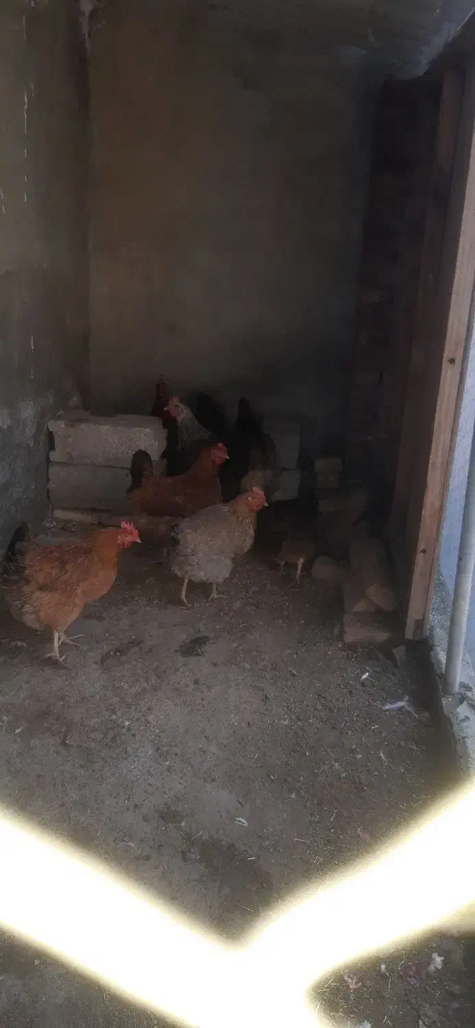 مرغ تخم گذار|حیوانات مزرعه|نقده, |دیوار