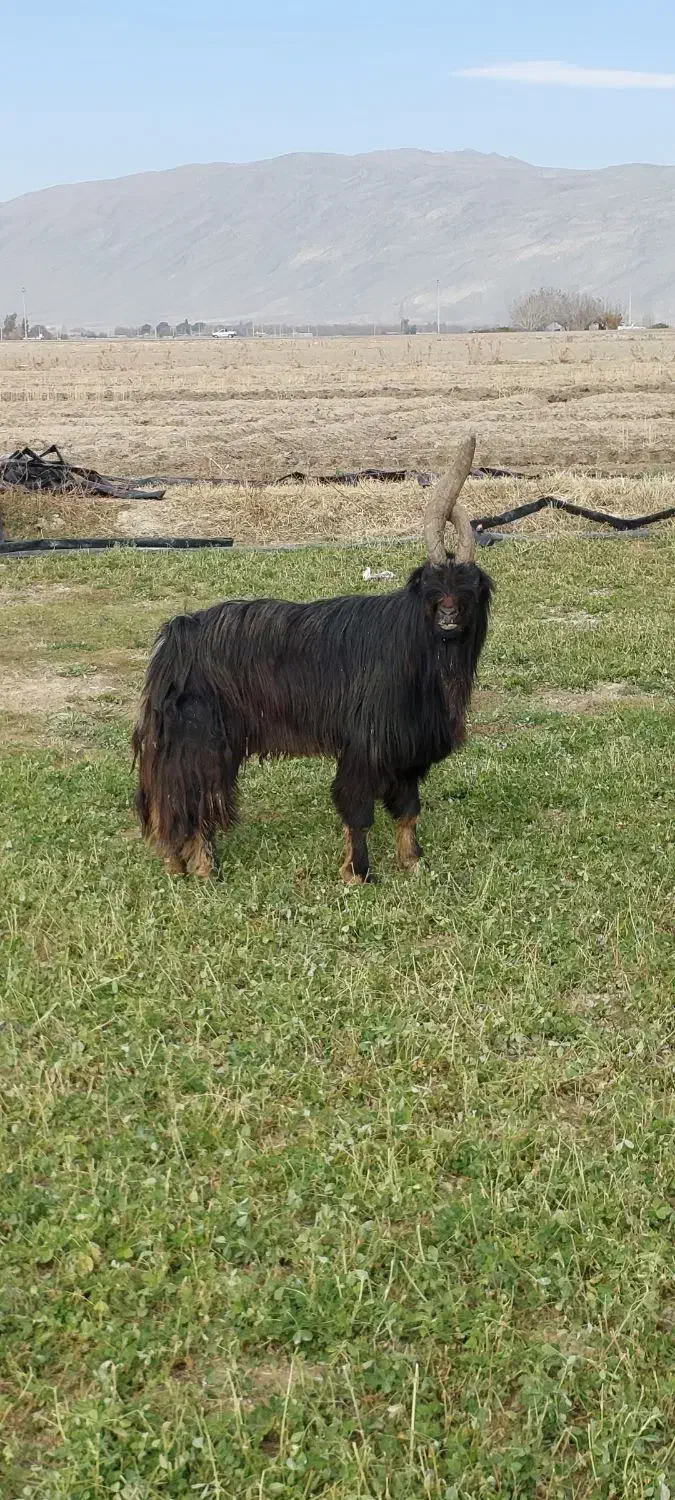 پازن‌|حیوانات مزرعه|فیروزآباد (فارس), |دیوار