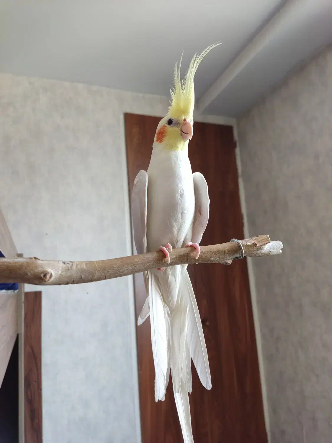 عروس هلندی نر|پرنده|کرج, دهقان ویلا|دیوار