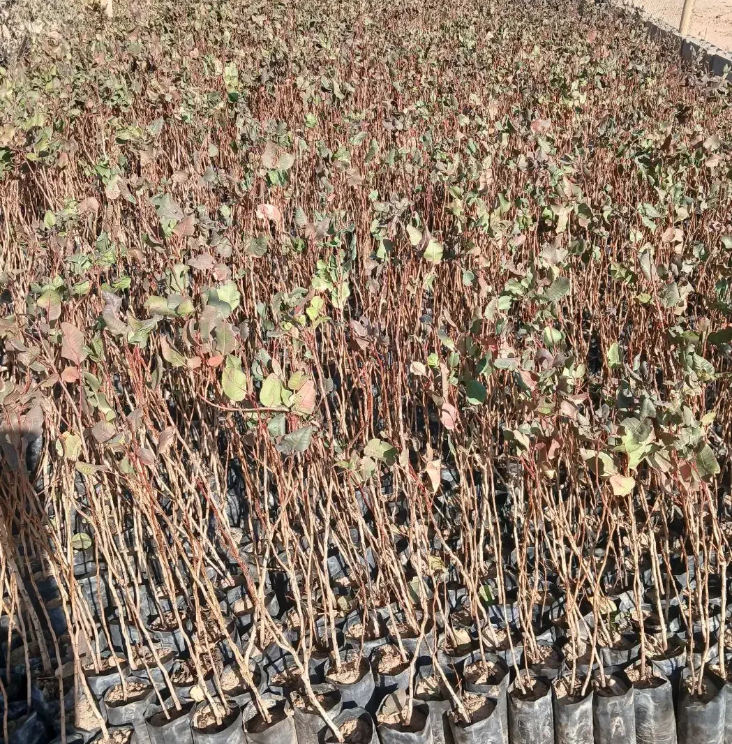 فروش نهال پسته ممتاز در گرگاب|خدمات باغبانی و درختکاری|شاهین‌شهر, گرگاب|دیوار