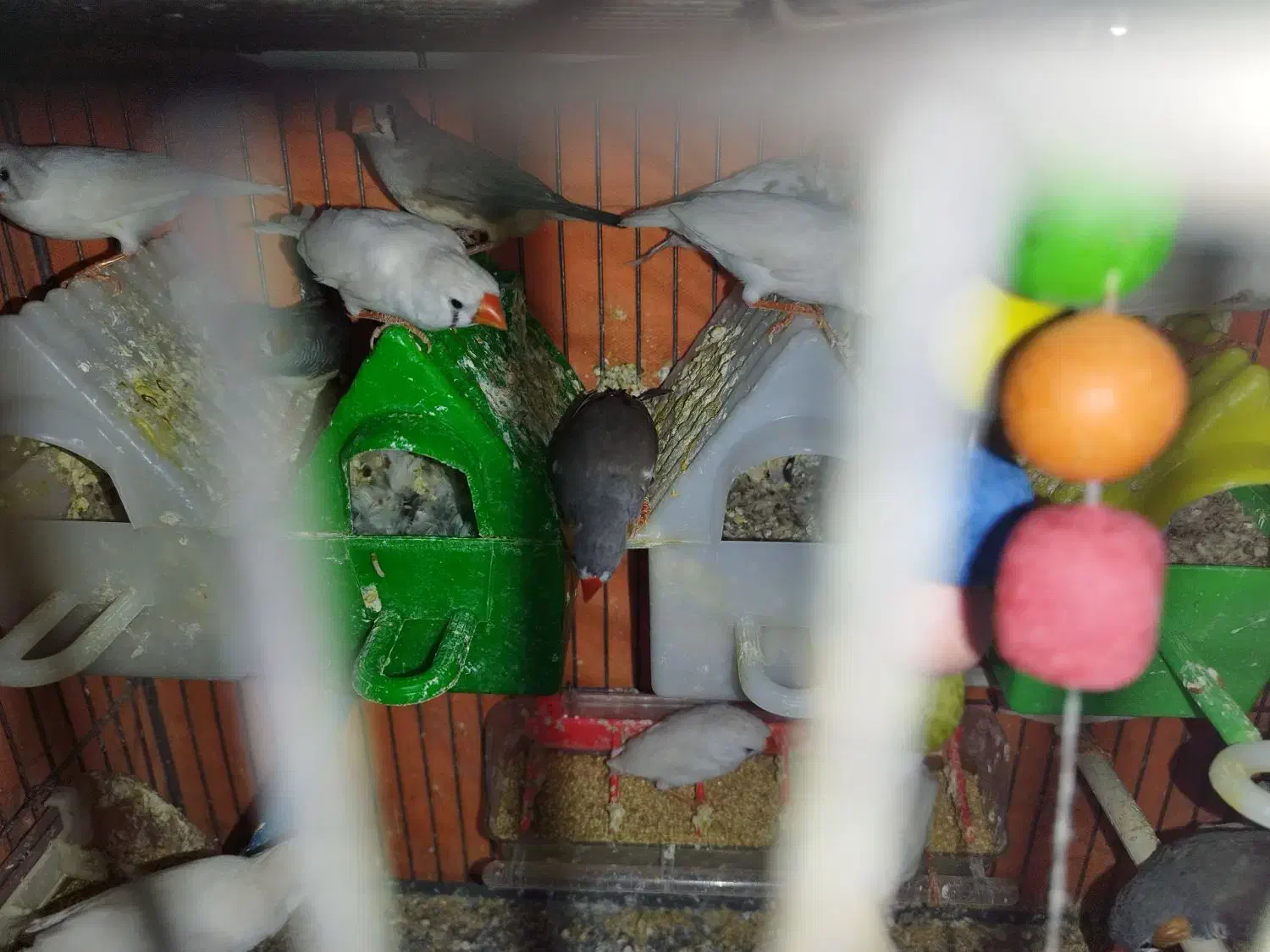 فنچ بالغ|پرنده|محمدیه-قزوین, |دیوار