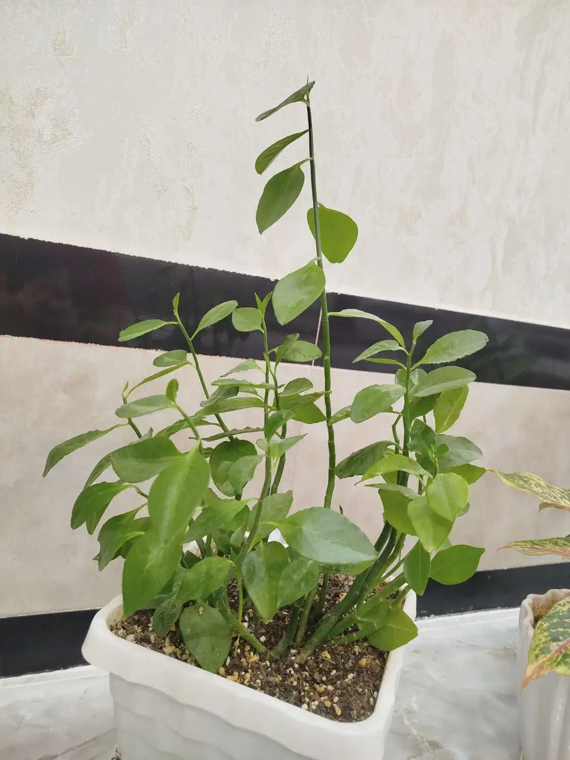 گل آگلونماصورتی وگل سانسوریاکوتاه|گل و گیاه طبیعی|بوکان, |دیوار