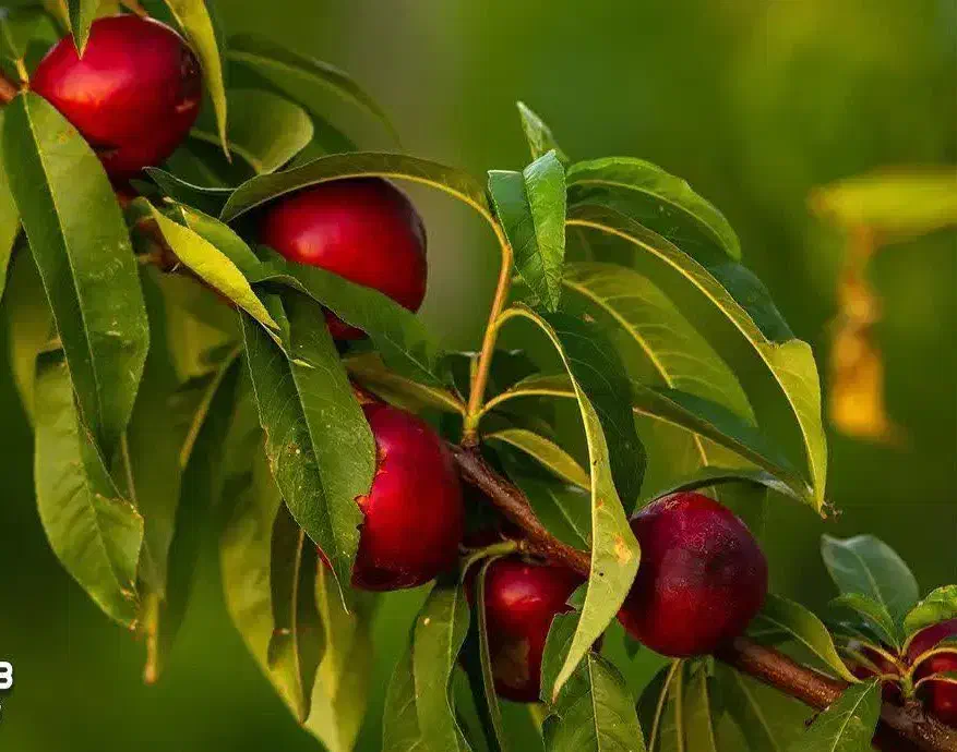 تولیدنهال شلیل رفعتی شناسه دار|خدمات باغبانی و درختکاری|نقده, |دیوار