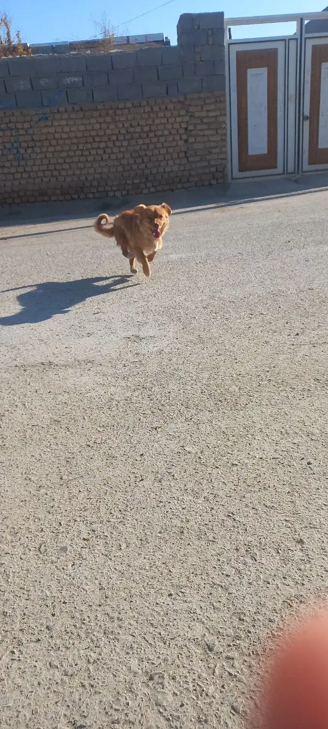 سگ پاکوتاه حرف گوش کن بازی گوش|سگ|آشخانه, |دیوار