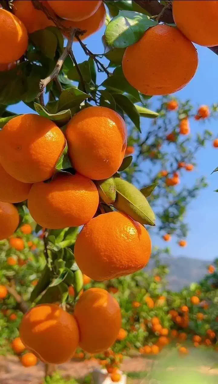 نارنگی شمال|خوردنی و آشامیدنی|تهران, آهنگ|دیوار