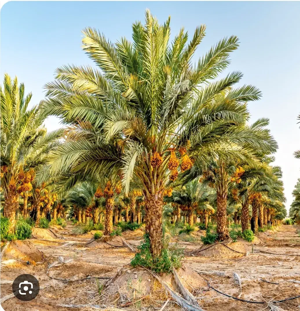 پیشِ درخت نخل(برگ درخت خرما)|گل و گیاه طبیعی|داراب, |دیوار