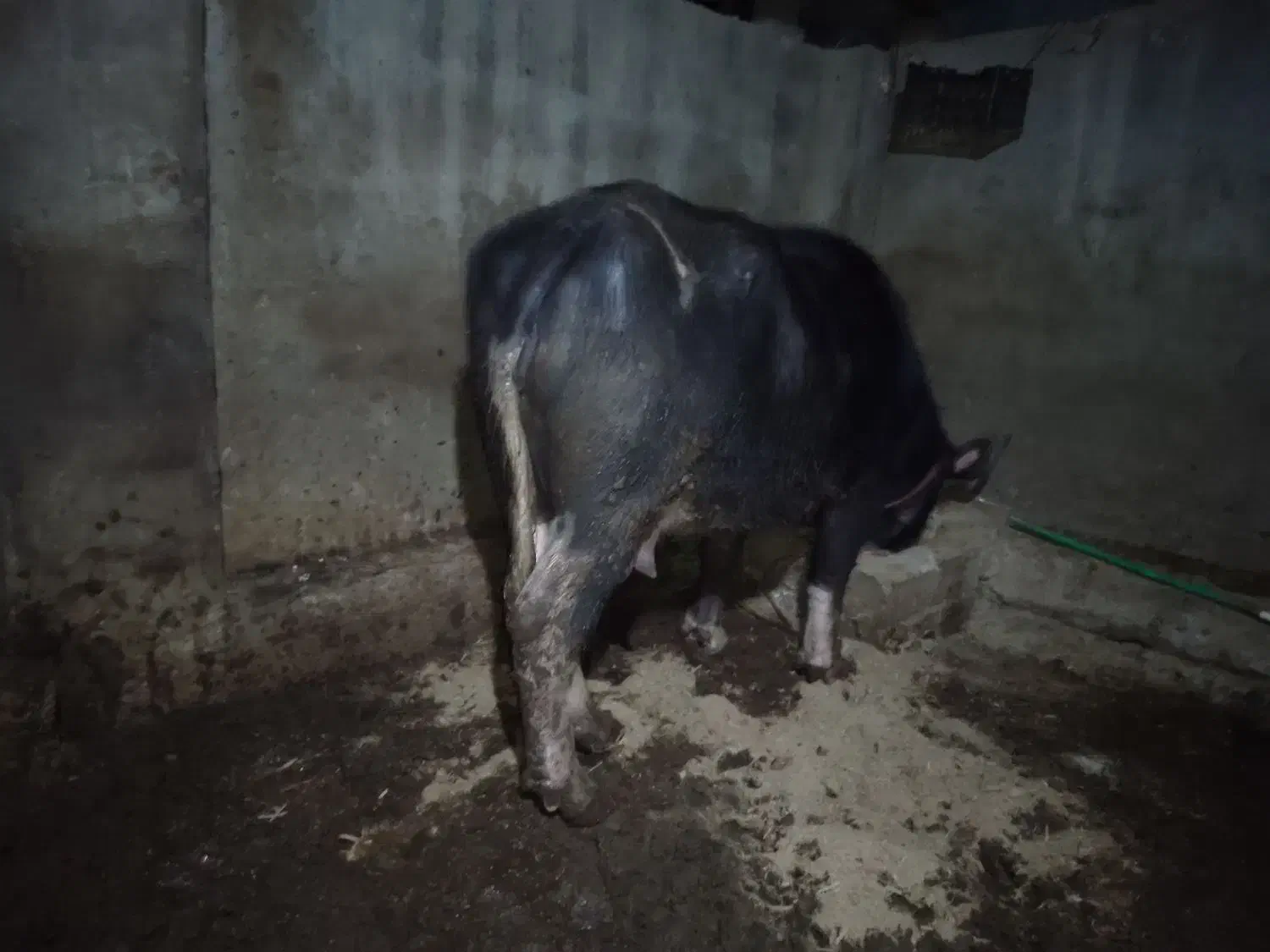 گاومیش|حیوانات مزرعه|دشت آزادگان, |دیوار