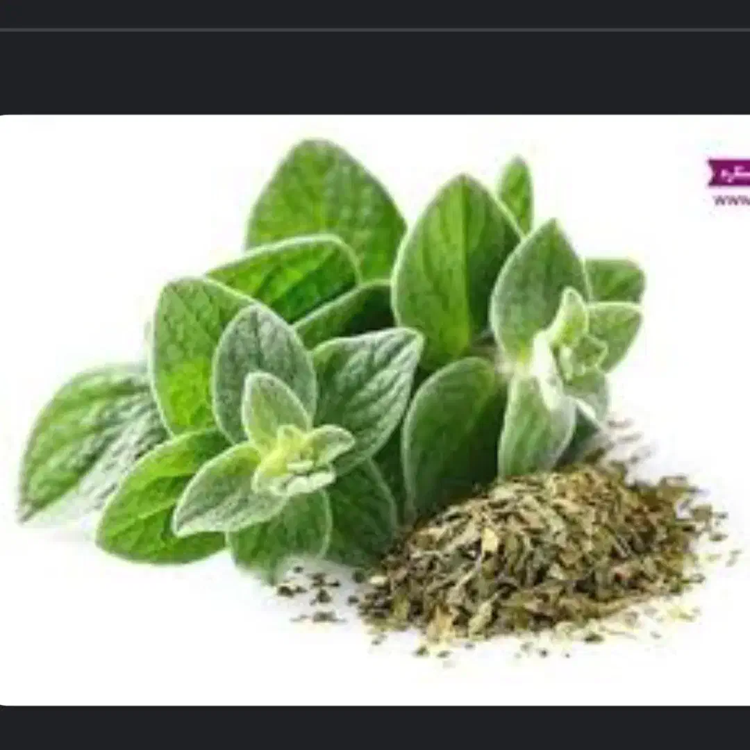 پونه ی طبیعیه صحرایی|خوردنی و آشامیدنی|سیلاخور, |دیوار