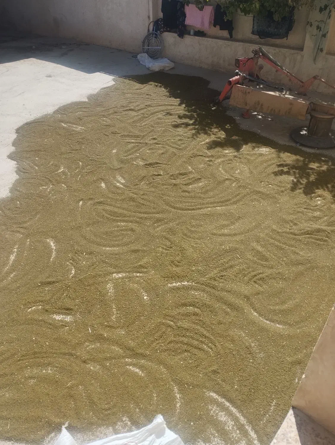 ماش بومی|خوردنی و آشامیدنی|اردل, |دیوار