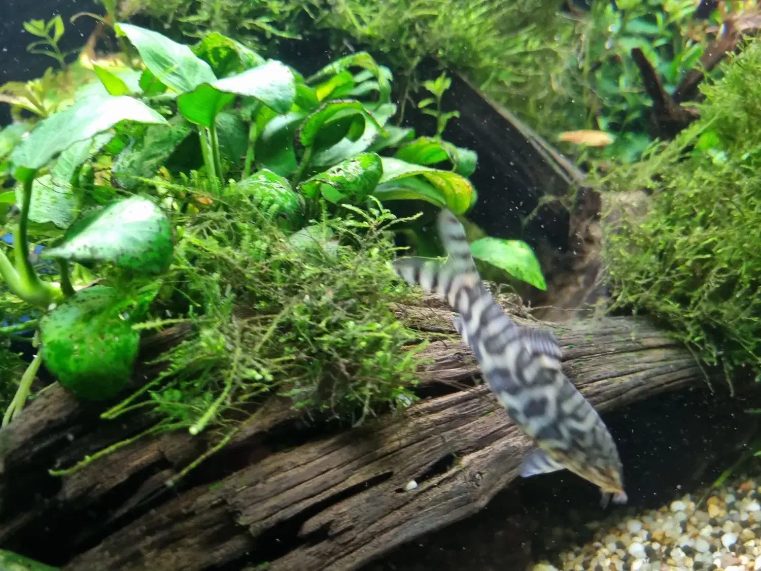 ماهی آکواریوم لوچ و ردلاین|ماهی|اصفهان, گرکان|دیوار