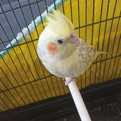 عروس هلندی|پرنده|ایلام, |دیوار