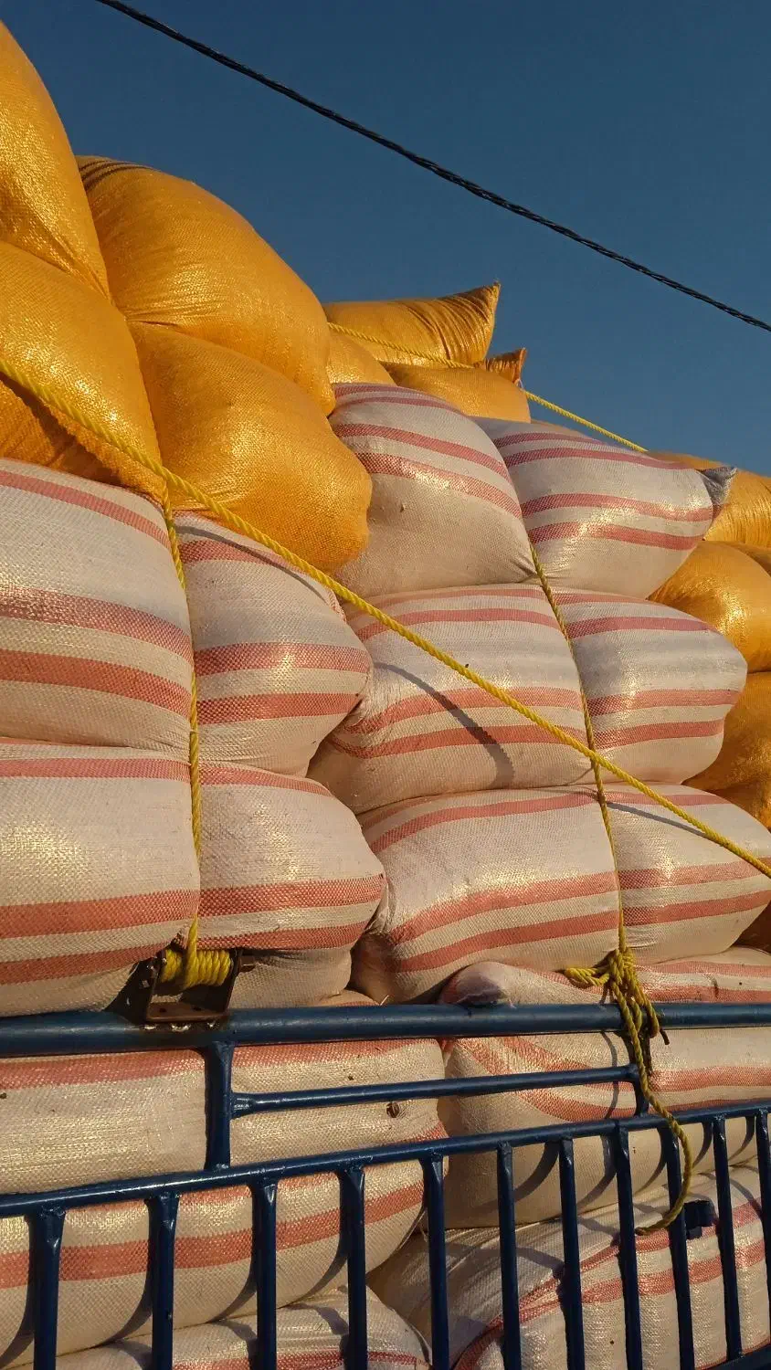 باسلام کاه خوشه گندم سفید وتمیز|عمده‌فروشی|اندیکا, |دیوار