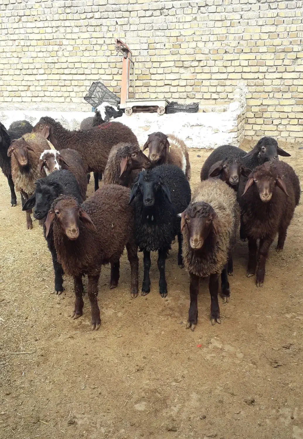 بره گوسفند|حیوانات مزرعه|بوئین زهرا, |دیوار