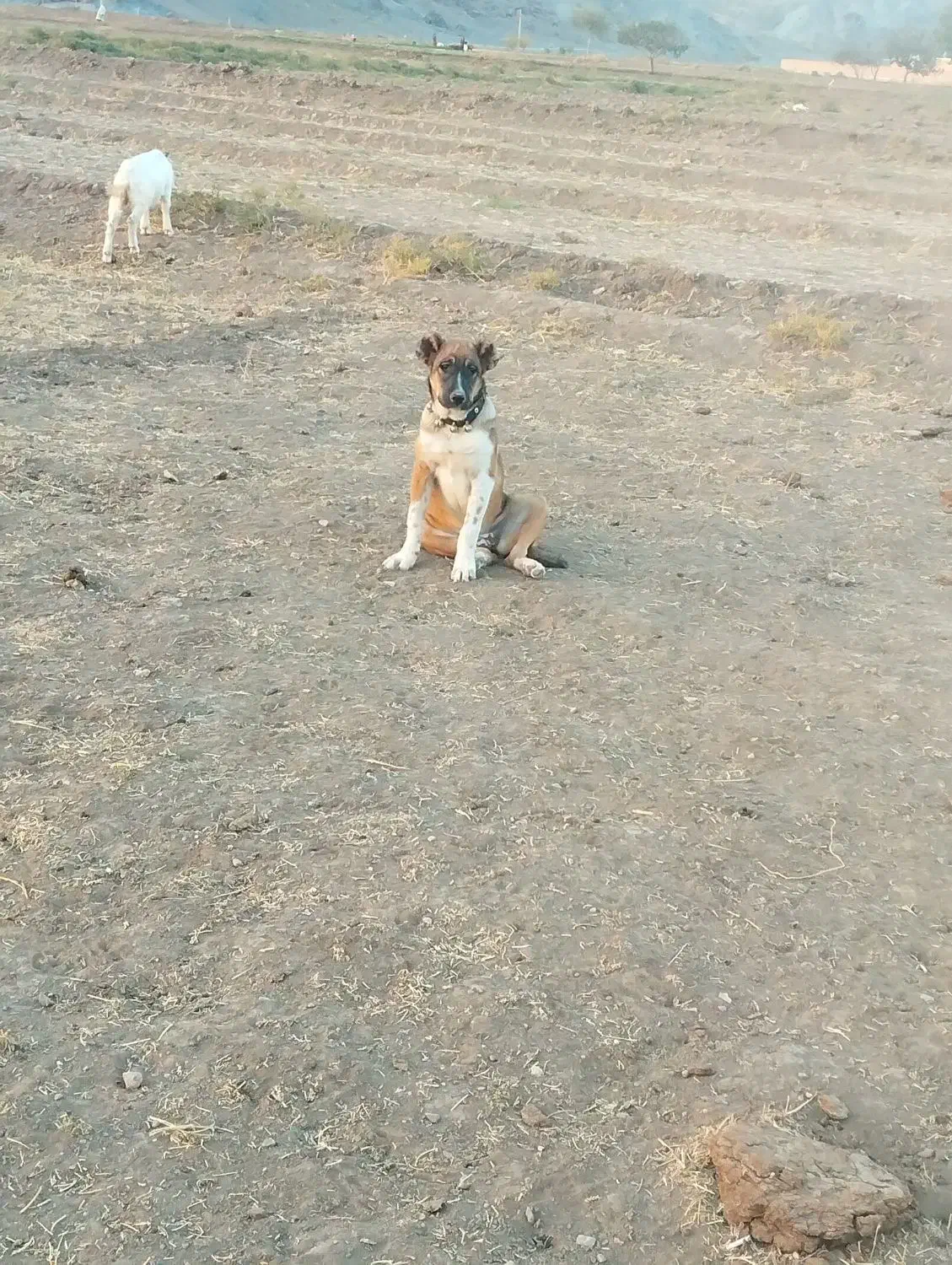 توله ماده|سگ|سبزوار, قصبه شرقی|دیوار